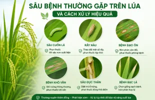 Những loại sâu bệnh thường gặp trên lúa và cách xử lý hiệu quả